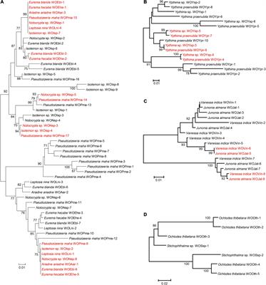 High Levels of Multiple Phage WO Infections and Its Evolutionary Dynamics Associated With Wolbachia-Infected Butterflies